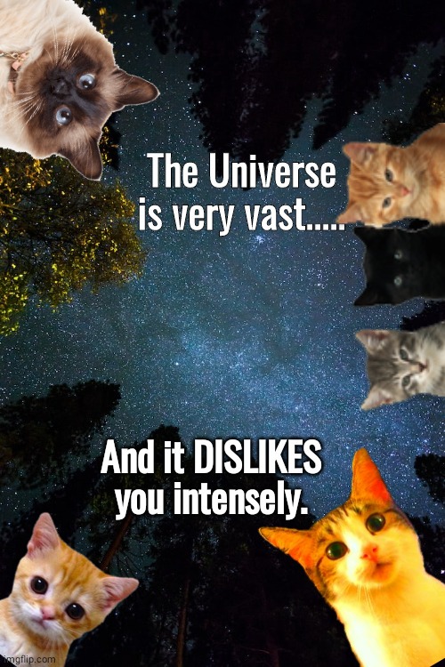 Cats staring when you fell | image tagged in raycat | made w/ Imgflip meme maker