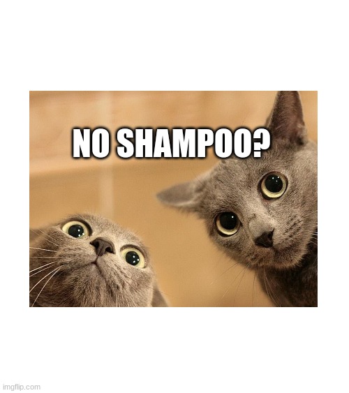 no shampoo? | NO SHAMPOO? | image tagged in shampoo | made w/ Imgflip meme maker