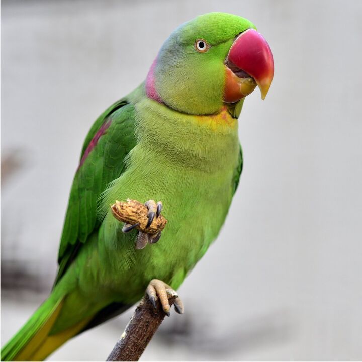 High Quality Parakeet Blank Meme Template