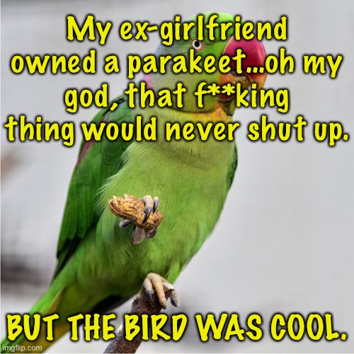 My ex girlfriend | My ex-girlfriend owned a parakeet…oh my god, that f**king thing would never shut up. BUT THE BIRD WAS COOL. | image tagged in parakeet,ex girlfriend,never shut up,bird was great,dark humour | made w/ Imgflip meme maker