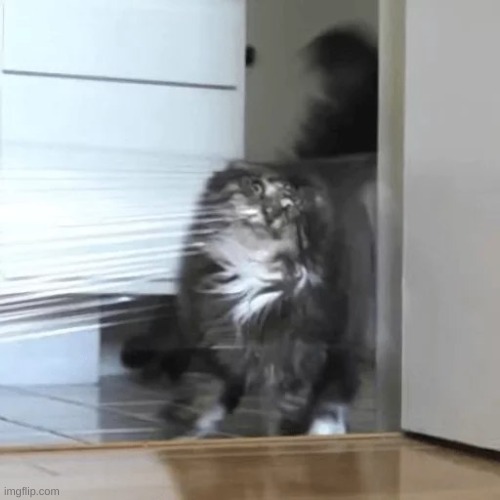 I didn't see that coming cat | image tagged in i didn't see that coming cat | made w/ Imgflip meme maker