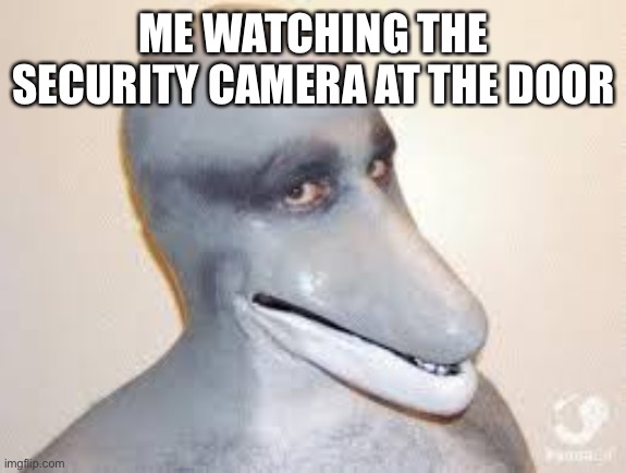 Bro | ME WATCHING THE SECURITY CAMERA AT THE DOOR | image tagged in dolphin guy | made w/ Imgflip meme maker