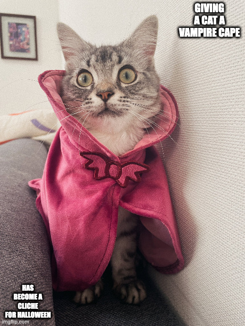 Cat With Vampire Cape | GIVING A CAT A VAMPIRE CAPE; HAS BECOME A CLICHE FOR HALLOWEEN | image tagged in halloween,cats,memes | made w/ Imgflip meme maker
