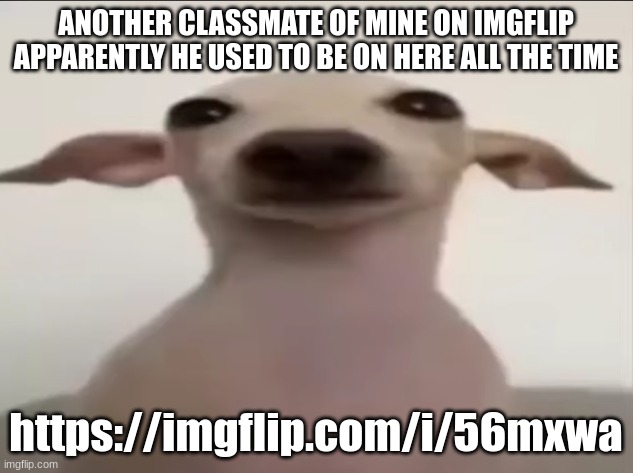 dogbby | ANOTHER CLASSMATE OF MINE ON IMGFLIP
APPARENTLY HE USED TO BE ON HERE ALL THE TIME; https://imgflip.com/i/56mxwa | image tagged in dogbby | made w/ Imgflip meme maker