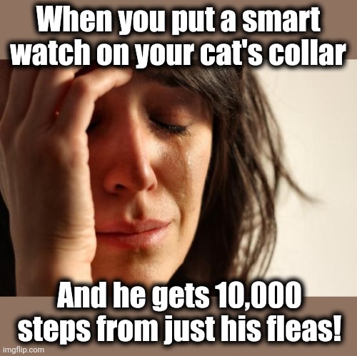 First World Problems | When you put a smart watch on your cat's collar; And he gets 10,000 steps from just his fleas! | image tagged in memes,first world problems,cat,collar,smart watch,10000 steps | made w/ Imgflip meme maker