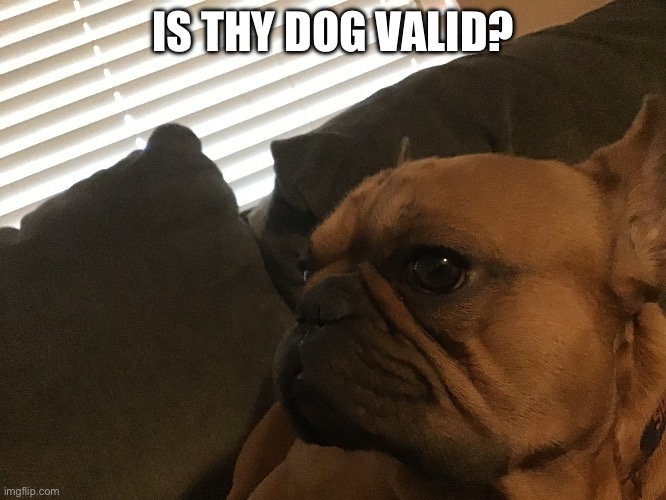 his name is sonny | IS THY DOG VALID? | image tagged in dog | made w/ Imgflip meme maker