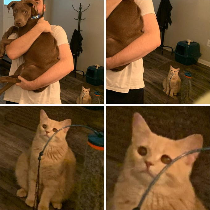 High Quality sad cat looking at man meme Blank Meme Template