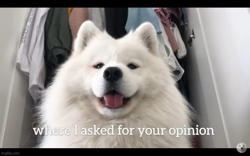 Doggo who asked | image tagged in doggo who asked | made w/ Imgflip meme maker