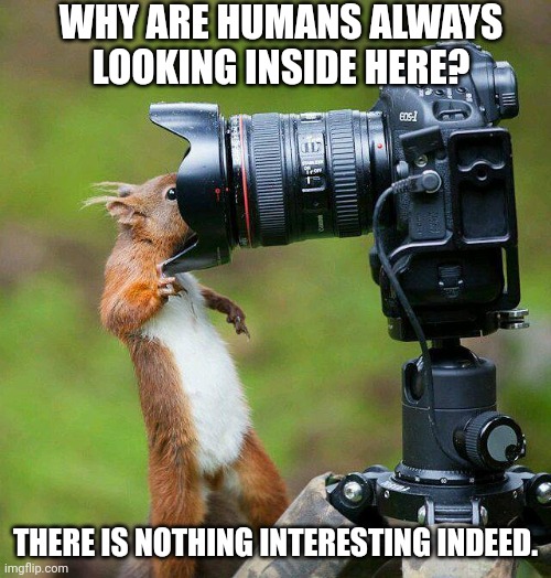 Squirrel |  WHY ARE HUMANS ALWAYS LOOKING INSIDE HERE? THERE IS NOTHING INTERESTING INDEED. | image tagged in squirrel | made w/ Imgflip meme maker