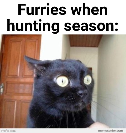 Lol | Furries when hunting season: | image tagged in scared cat | made w/ Imgflip meme maker