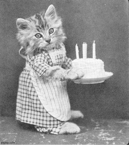 Cake Cat | image tagged in cake cat | made w/ Imgflip meme maker