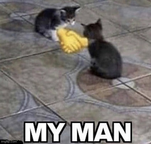 Cats shaking hands | image tagged in cats shaking hands | made w/ Imgflip meme maker