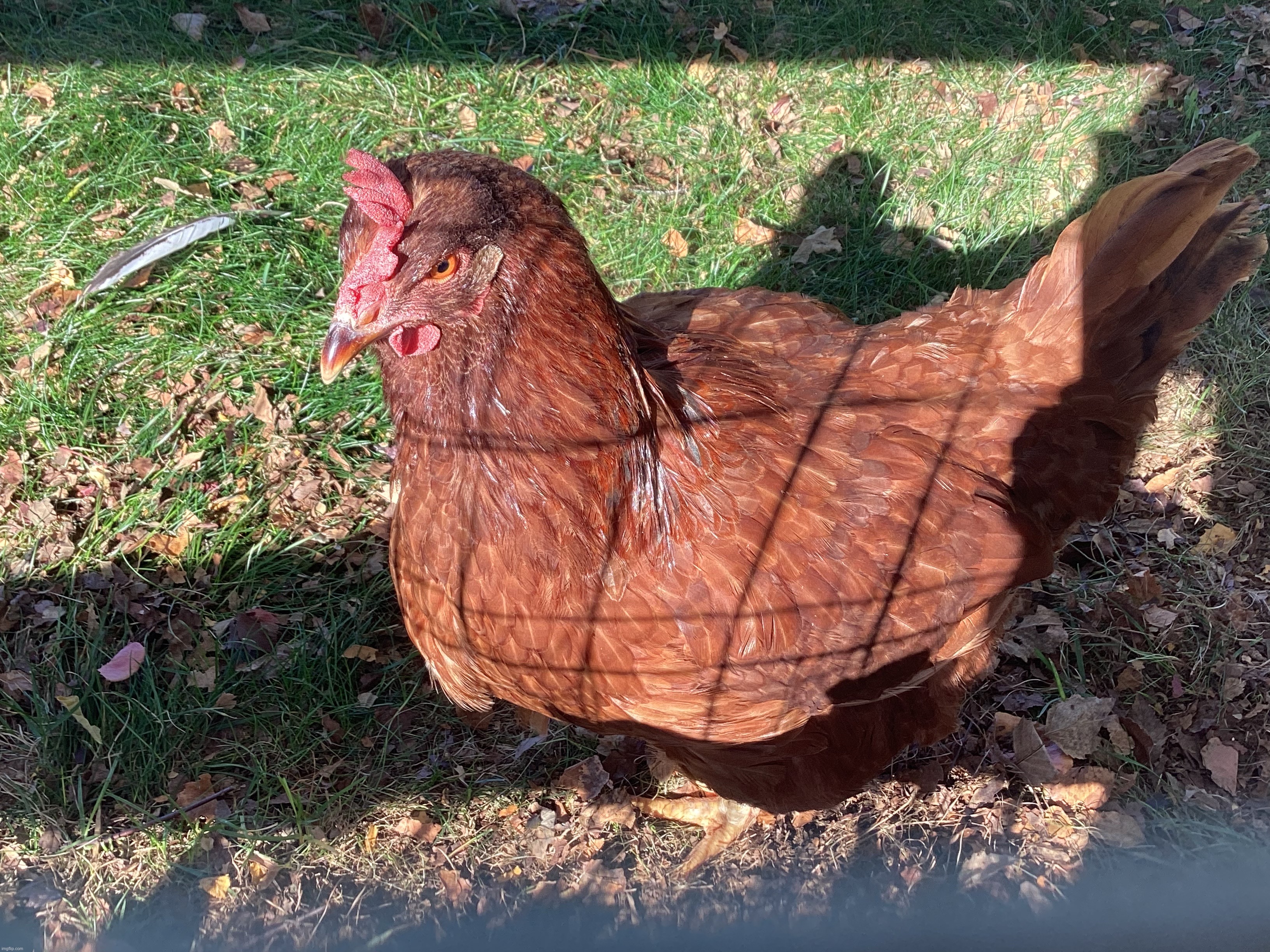 Evil chicken | image tagged in share your own photos | made w/ Imgflip meme maker