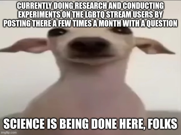 dogbby | CURRENTLY DOING RESEARCH AND CONDUCTING EXPERIMENTS ON THE LGBTQ STREAM USERS BY POSTING THERE A FEW TIMES A MONTH WITH A QUESTION; SCIENCE IS BEING DONE HERE, FOLKS | image tagged in dogbby | made w/ Imgflip meme maker