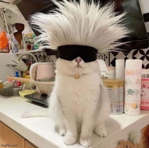 Jujutsu Catisen | image tagged in funny cat memes | made w/ Imgflip meme maker