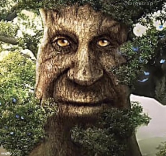 wise mystical tree | image tagged in wise mystical tree | made w/ Imgflip meme maker