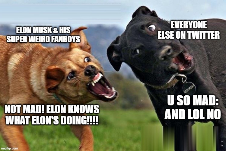 Elon The Mad Mad Doggo | EVERYONE ELSE ON TWITTER; ELON MUSK & HIS SUPER WEIRD FANBOYS; U SO MAD:
AND LOL NO; NOT MAD! ELON KNOWS WHAT ELON'S DOING!!!! | image tagged in u so mad doggie | made w/ Imgflip meme maker