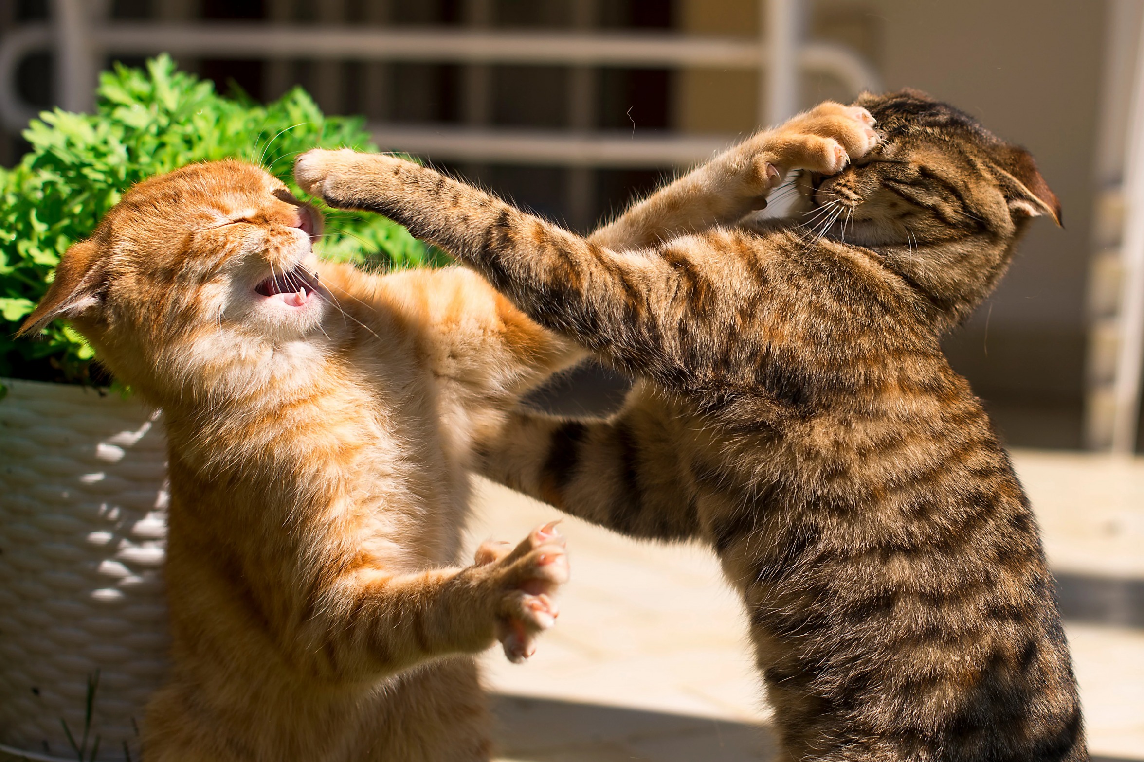 High Quality Cats Fighting Blank Meme Template