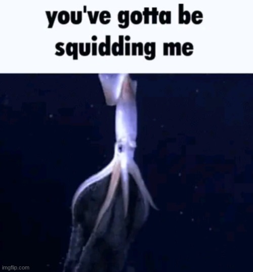 you've gotta be squidding me | image tagged in you've gotta be squidding me | made w/ Imgflip meme maker