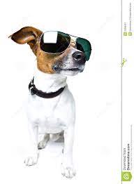 Meme dog with shades Blank Meme Template