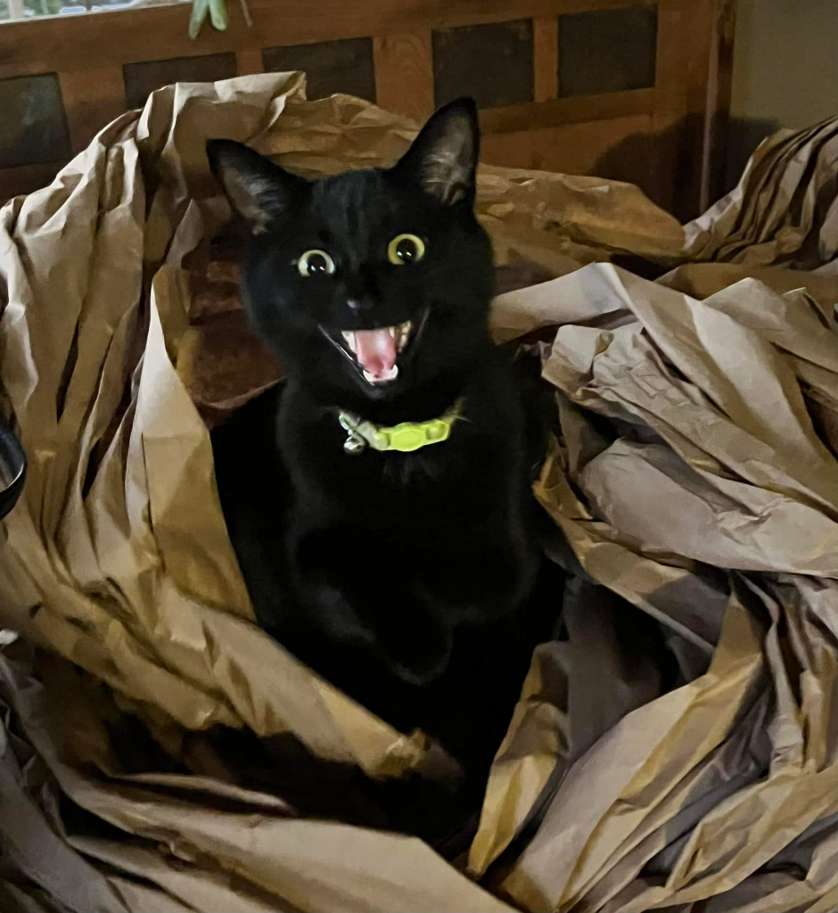 High Quality Packing paper kitteh Blank Meme Template