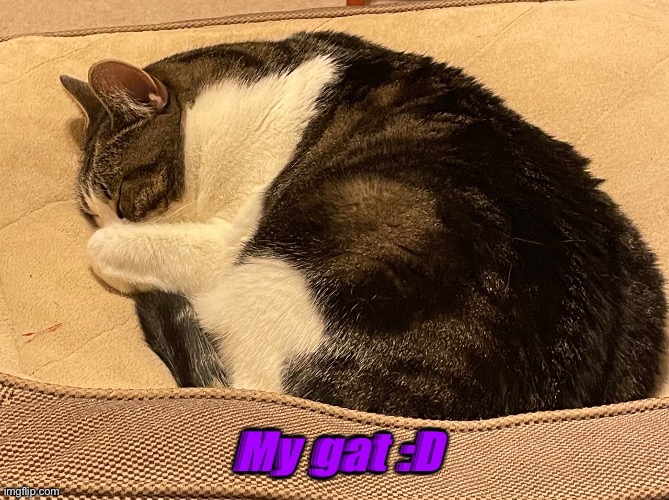 My gat is sleeping on my dogs bed so now I can’t take my dog up to my room cause gat supremacy. | image tagged in cute cat,sleeping cat,cat | made w/ Imgflip meme maker