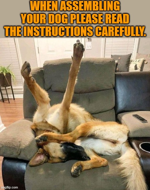 Read the instructions | WHEN ASSEMBLING YOUR DOG PLEASE READ THE INSTRUCTIONS CAREFULLY. | image tagged in bad pun dog,kewlew | made w/ Imgflip meme maker