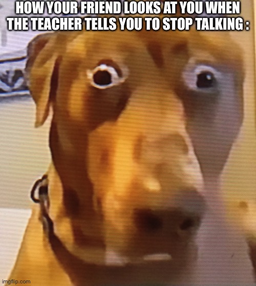 Dog | HOW YOUR FRIEND LOOKS AT YOU WHEN THE TEACHER TELLS YOU TO STOP TALKING : | image tagged in funny | made w/ Imgflip meme maker