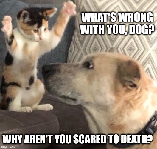 intimidating kitty | WHAT'S WRONG WITH YOU, DOG? WHY AREN'T YOU SCARED TO DEATH? | image tagged in intimidating kitty | made w/ Imgflip meme maker