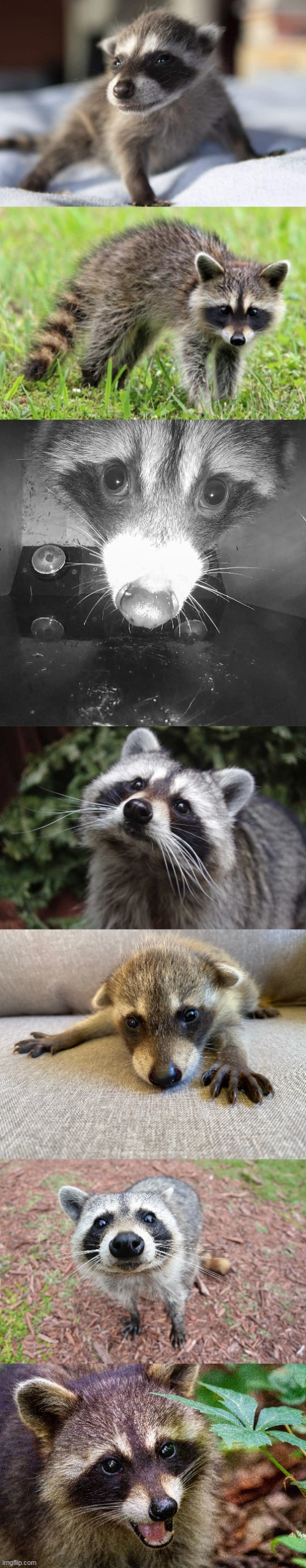 Some Raccoons :) | image tagged in raccoon,adorable | made w/ Imgflip meme maker