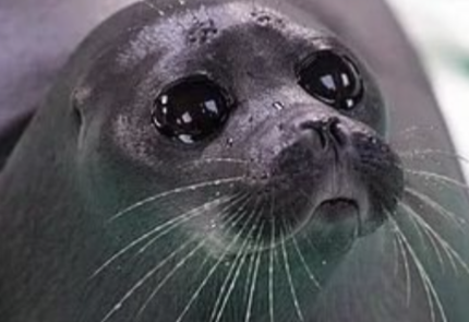 High Quality Sad Seal Blank Meme Template