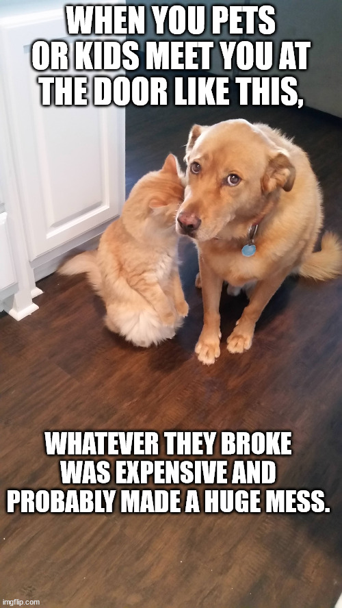 Uh Oh, | WHEN YOU PETS OR KIDS MEET YOU AT THE DOOR LIKE THIS, WHATEVER THEY BROKE WAS EXPENSIVE AND PROBABLY MADE A HUGE MESS. | image tagged in dogs,cats | made w/ Imgflip meme maker
