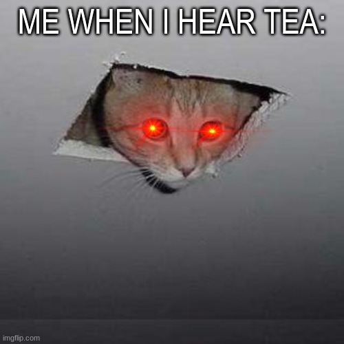 tea. | ME WHEN I HEAR TEA: | image tagged in memes,ceiling cat | made w/ Imgflip meme maker