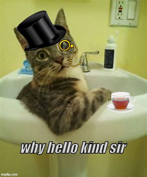 Gentlecat | why hello kind sir | image tagged in cats | made w/ Imgflip meme maker