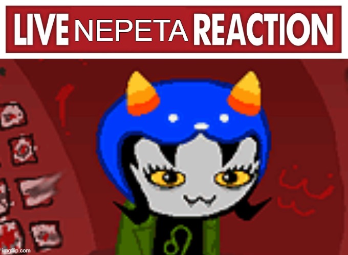 live nepeta reaction | NEPETA | image tagged in nepeta,nepeta leijon,homestuck,hs | made w/ Imgflip meme maker