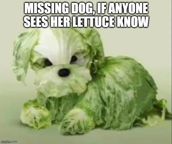 dog | MISSING DOG, IF ANYONE SEES HER LETTUCE KNOW | image tagged in doge,dogs,dog | made w/ Imgflip meme maker
