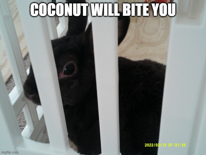 Coconut | COCONUT WILL BITE YOU | image tagged in coconut | made w/ Imgflip meme maker