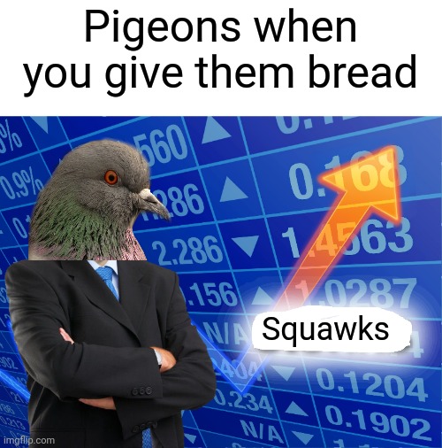 Squawks |  Pigeons when you give them bread; Squawks | image tagged in empty stonks,birds,bread,delicious,yummy | made w/ Imgflip meme maker