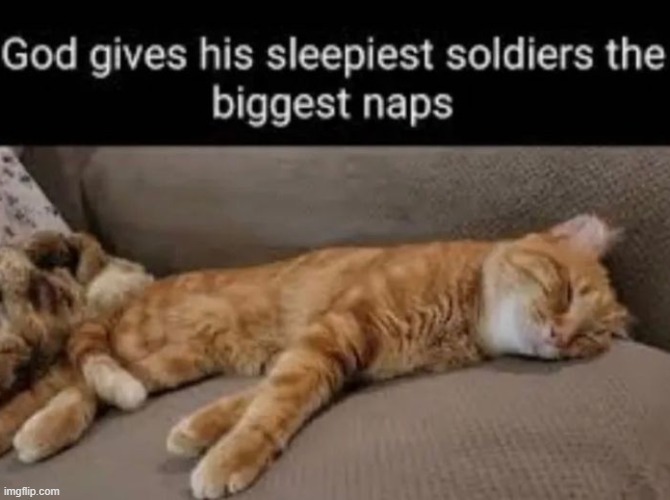 Zzzzzzz | image tagged in cats | made w/ Imgflip meme maker
