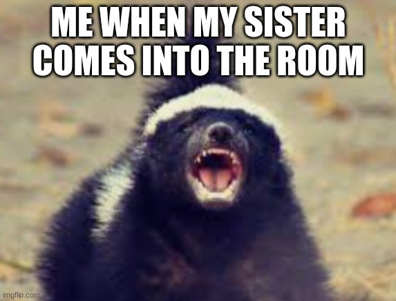 angry Honeybadger | ME WHEN MY SISTER COMES INTO THE ROOM | image tagged in honey badger | made w/ Imgflip meme maker