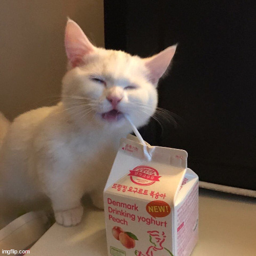 Cat Drinks gay shit | image tagged in cat drinks gay shit | made w/ Imgflip meme maker
