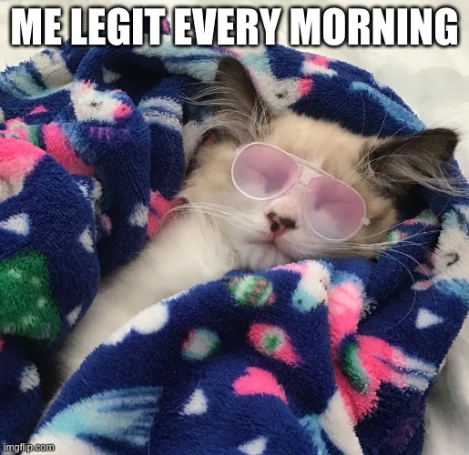 Gangsta kitten | ME LEGIT EVERY MORNING | image tagged in gangsta kitten | made w/ Imgflip meme maker