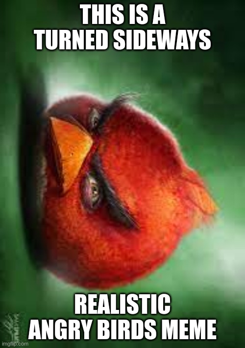 Realistic Red Angry Birds | THIS IS A TURNED SIDEWAYS; REALISTIC ANGRY BIRDS MEME | image tagged in realistic red angry birds | made w/ Imgflip meme maker