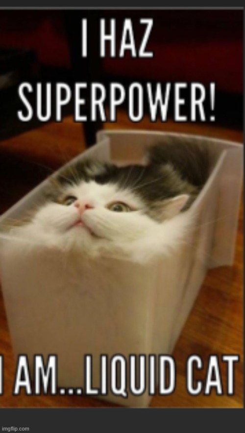 super cat | image tagged in cats,cute cat,cute,kitty | made w/ Imgflip meme maker