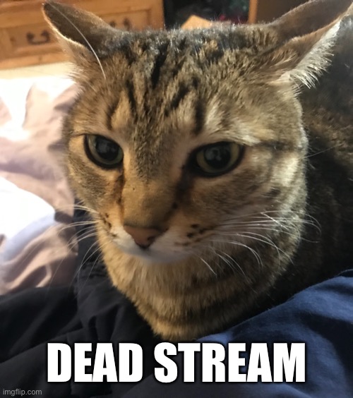 goofy ass cat | DEAD STREAM | made w/ Imgflip meme maker