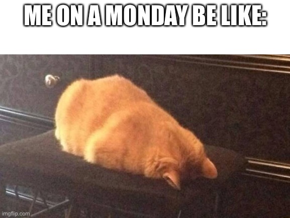 Mondays :( | ME ON A MONDAY BE LIKE: | image tagged in cat,i hate mondays,mondays | made w/ Imgflip meme maker
