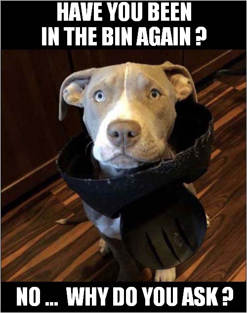 The Bin Lid Of Shame ! | HAVE YOU BEEN IN THE BIN AGAIN ? NO ...  WHY DO YOU ASK ? | image tagged in dogs,cone of shame | made w/ Imgflip meme maker