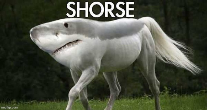 Shorse | image tagged in shorse | made w/ Imgflip meme maker