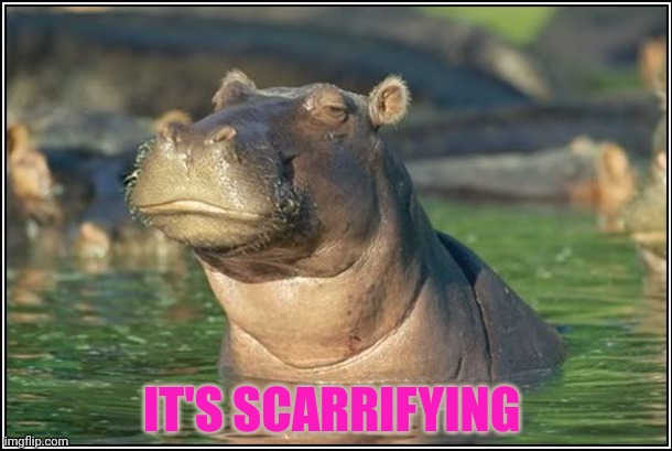 Skeptical Hippo | IT'S SCARRIFYING | image tagged in skeptical hippo | made w/ Imgflip meme maker