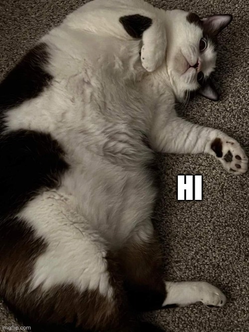 Cats be like: | HI | image tagged in cats | made w/ Imgflip meme maker